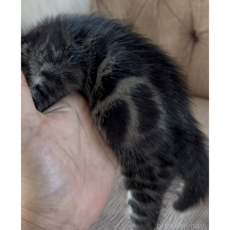 販売中の群馬県のベンガル-131996の2枚目