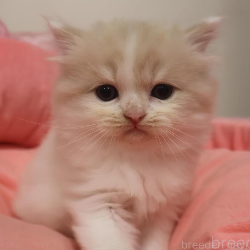 販売中の東京都のスコティッシュフォールド-131997