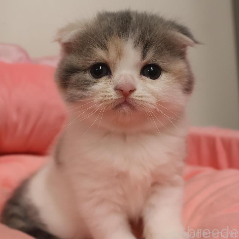 販売中の東京都のスコティッシュフォールド(折れ耳)-131998の1枚目
