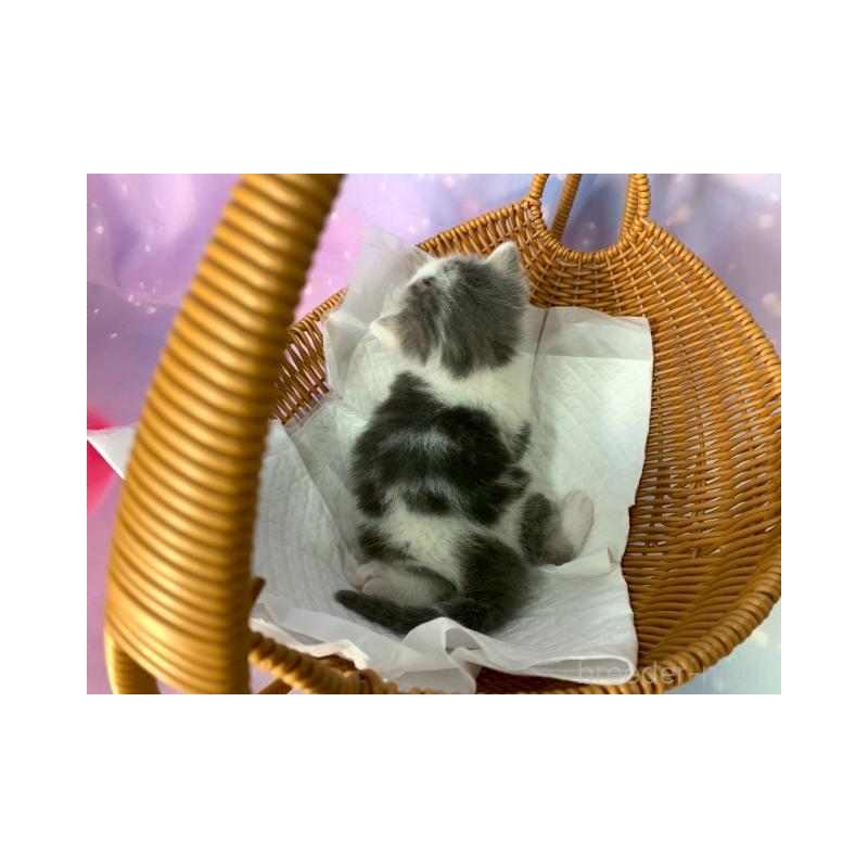 販売中の大阪府のスコティッシュフォールド-131999の6枚目