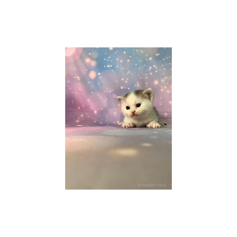 販売中の大阪府のスコティッシュフォールド-131999の4枚目