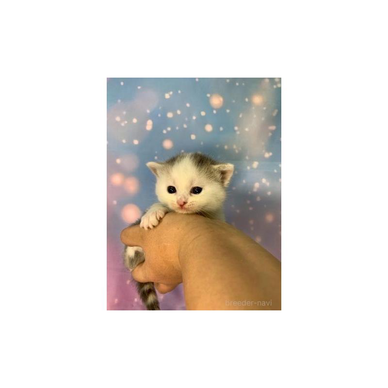 販売中の大阪府のスコティッシュフォールド-131999の3枚目