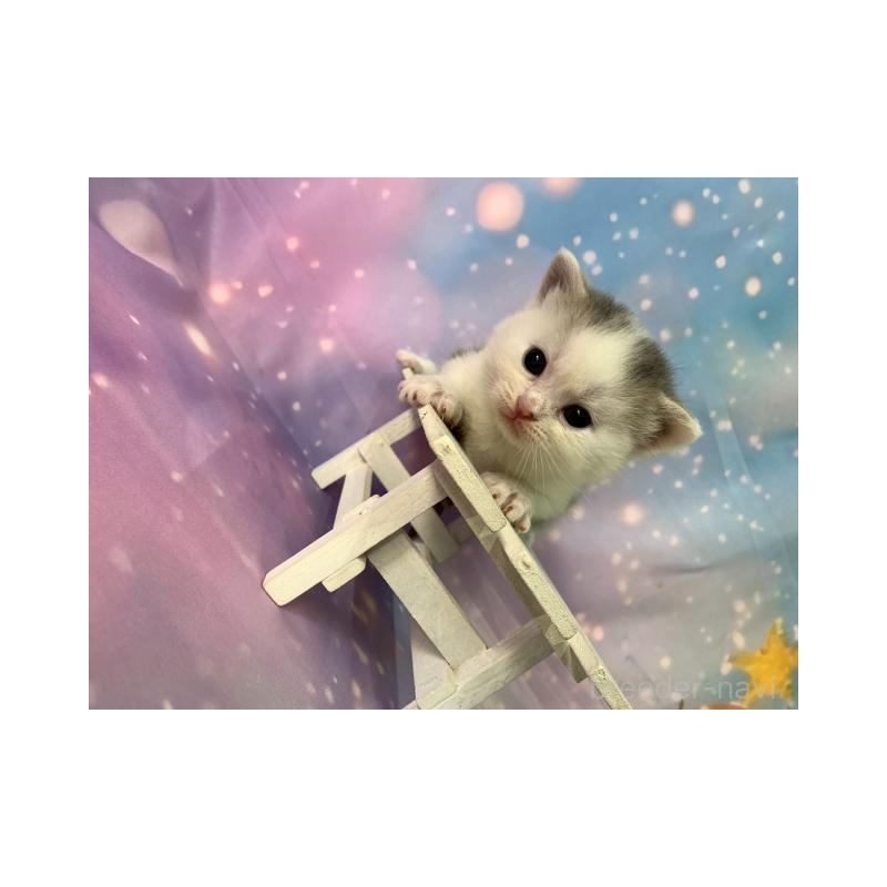 販売中の大阪府のスコティッシュフォールド-131999の2枚目