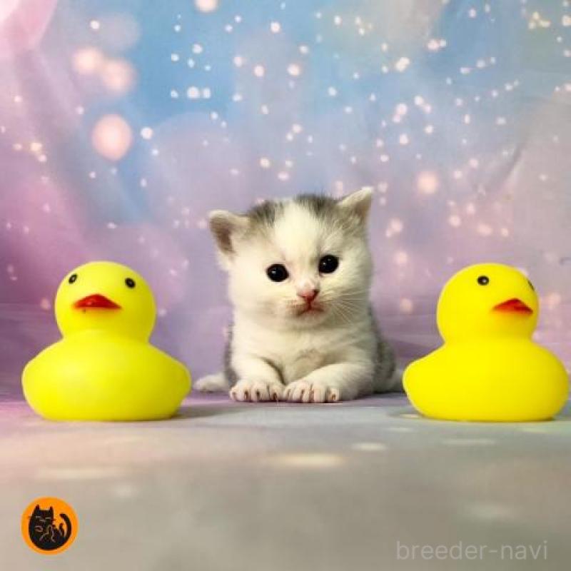 販売中の大阪府のスコティッシュフォールド-131999の1枚目