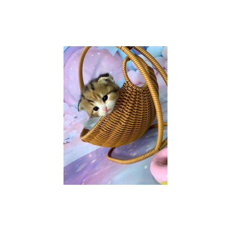 販売中の大阪府のスコティッシュフォールド(折れ耳)-132000の6枚目