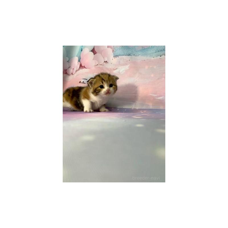 販売中の大阪府のスコティッシュフォールド(折れ耳)-132000の3枚目