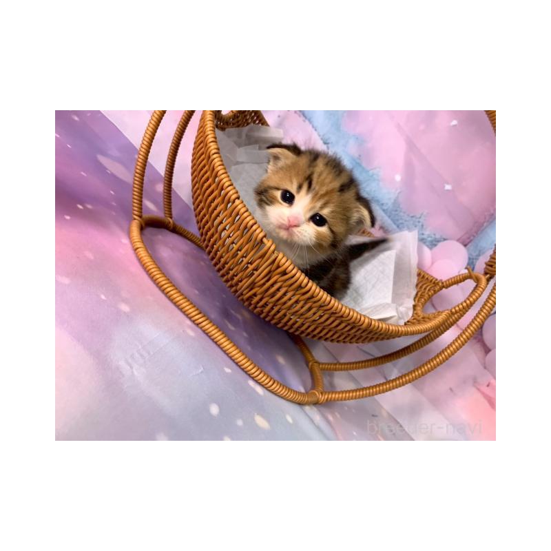 販売中の大阪府のスコティッシュフォールド(折れ耳)-132000の2枚目