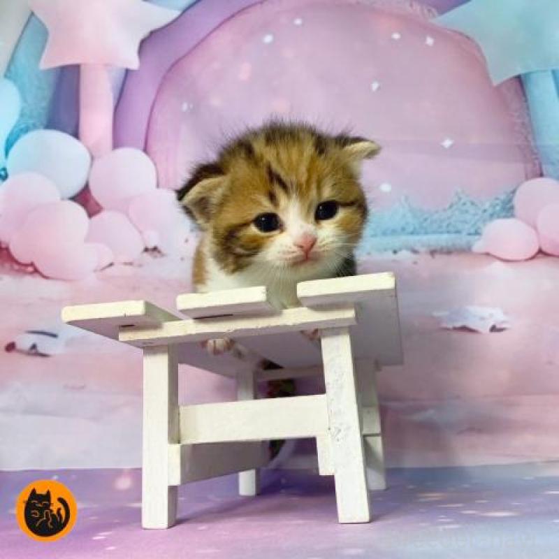 販売中の大阪府のスコティッシュフォールド(折れ耳)-132000