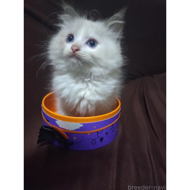 販売中の福岡県のラグドール-132002の4枚目