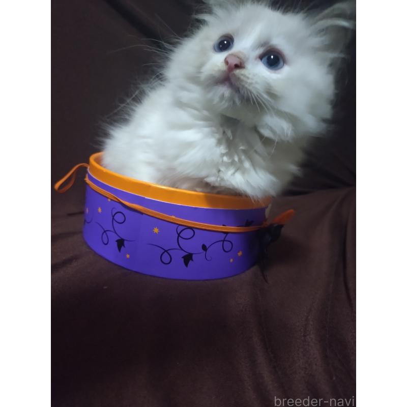 販売中の福岡県のラグドール-132002の3枚目