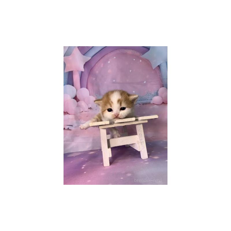 販売中の大阪府のスコティッシュフォールド-132001の5枚目