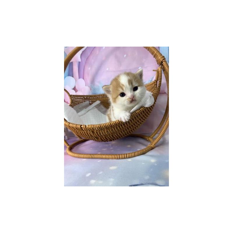 販売中の大阪府のスコティッシュフォールド-132001の4枚目