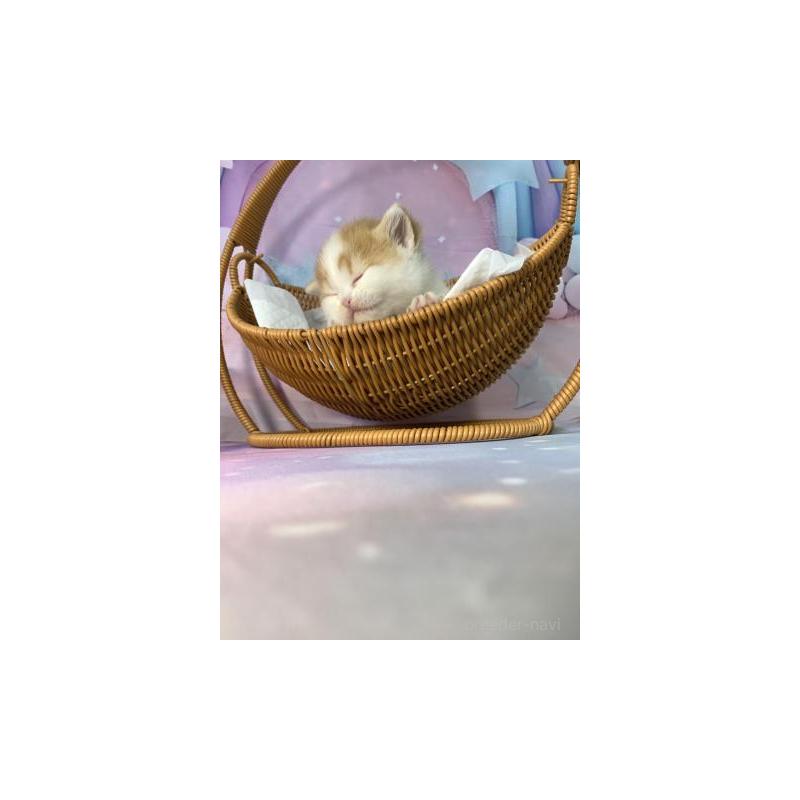 販売中の大阪府のスコティッシュフォールド-132001の3枚目