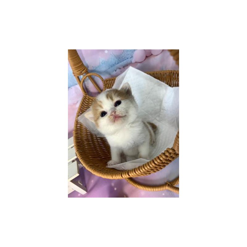 販売中の大阪府のスコティッシュフォールド-132001の2枚目