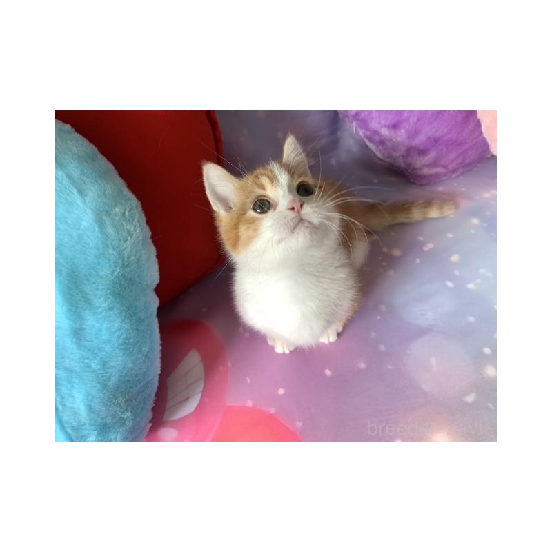 販売中の大阪府のマンチカン(短足)-132003の6枚目