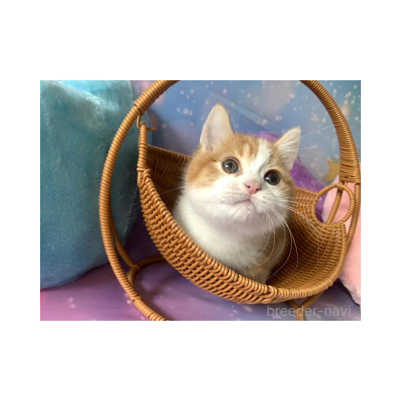 販売中の大阪府のマンチカン(短足)-132003の5枚目