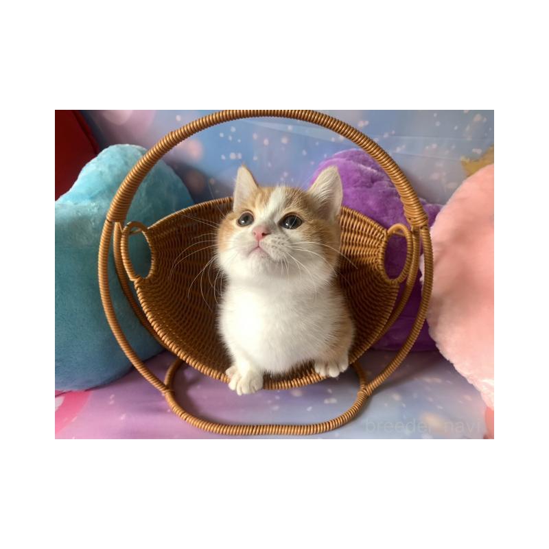 販売中の大阪府のマンチカン(短足)-132003の4枚目