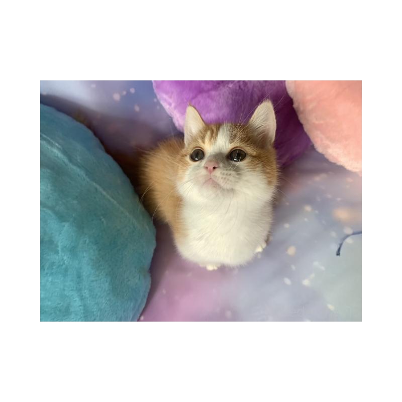 販売中の大阪府のマンチカン(短足)-132003の2枚目