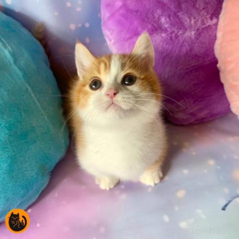 販売中の大阪府のマンチカン(短足)-132003の1枚目