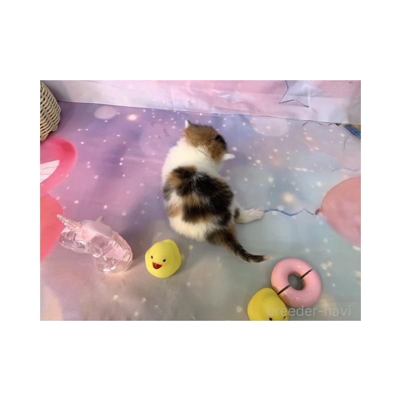 販売中の大阪府のスコティッシュフォールド-132004の6枚目