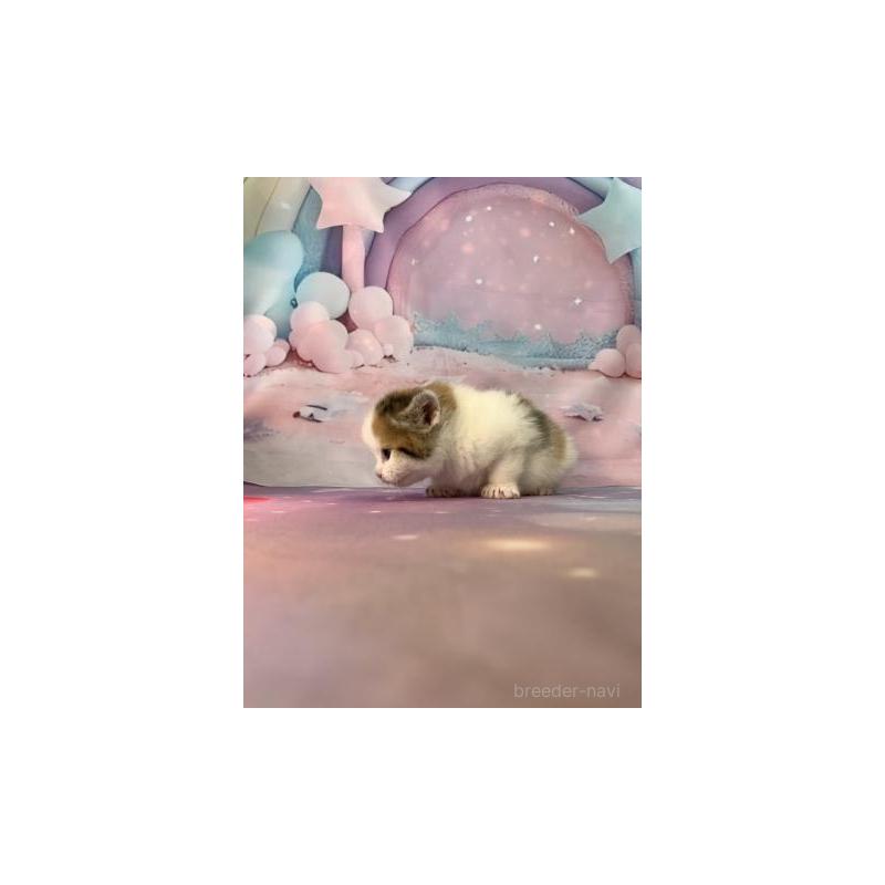 販売中の大阪府のスコティッシュフォールド-132004の5枚目