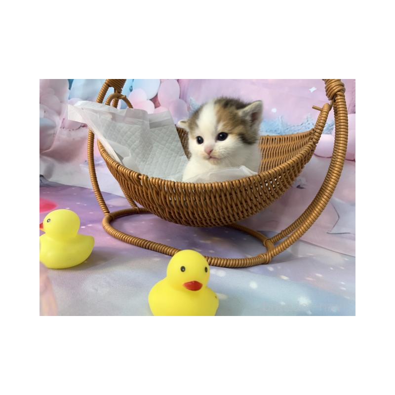 販売中の大阪府のスコティッシュフォールド-132004の3枚目