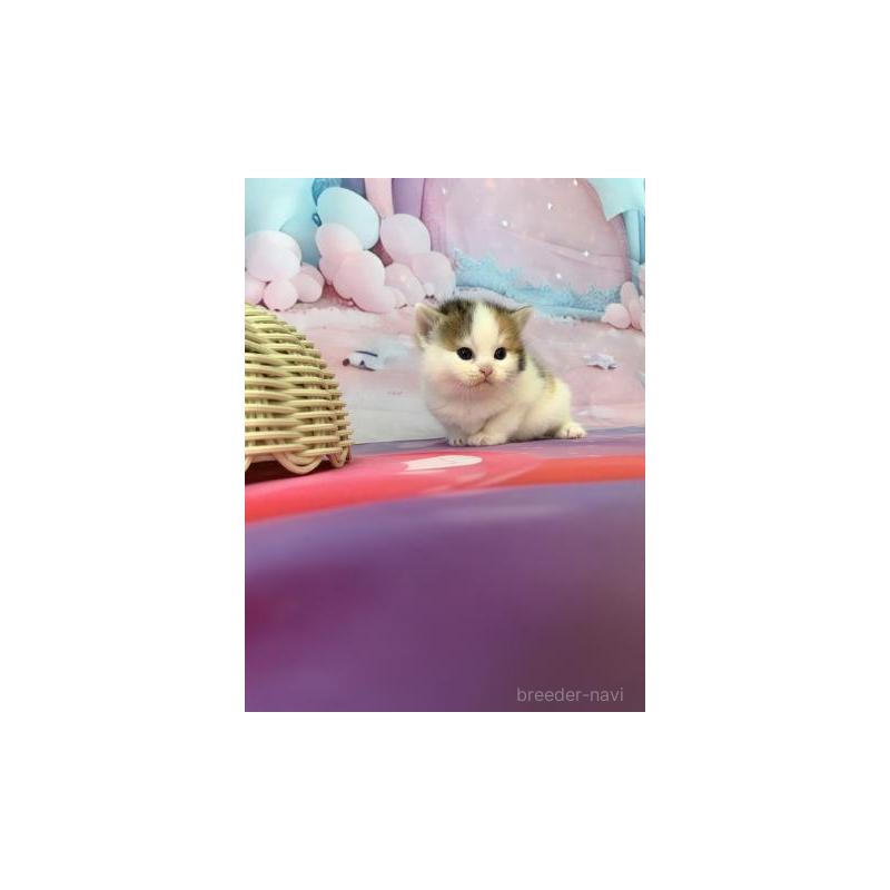 販売中の大阪府のスコティッシュフォールド-132004の4枚目