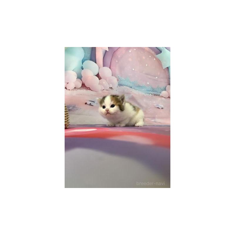 販売中の大阪府のスコティッシュフォールド-132004の2枚目