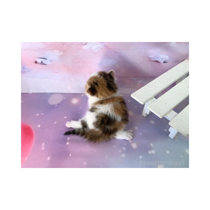 販売中の大阪府のスコティッシュフォールド-132005の6枚目