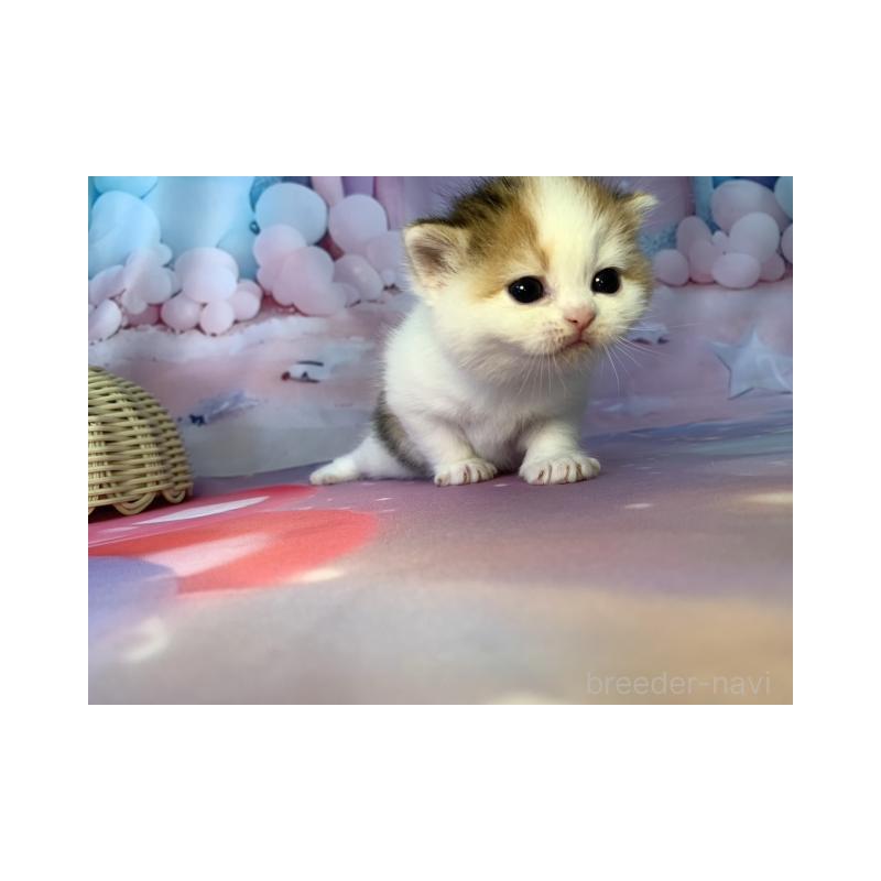 販売中の大阪府のスコティッシュフォールド-132005の4枚目