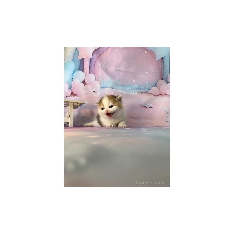 販売中の大阪府のスコティッシュフォールド-132005の3枚目