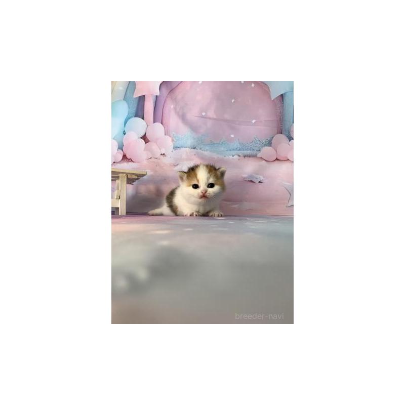 販売中の大阪府のスコティッシュフォールド-132005の2枚目