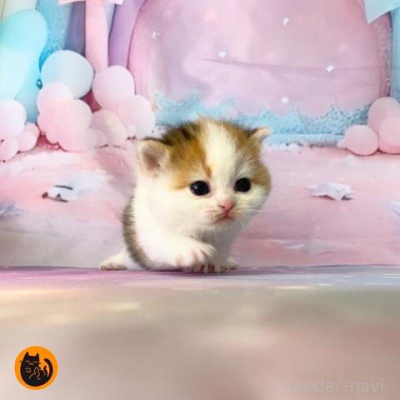 販売中の大阪府のスコティッシュフォールド-132005の1枚目