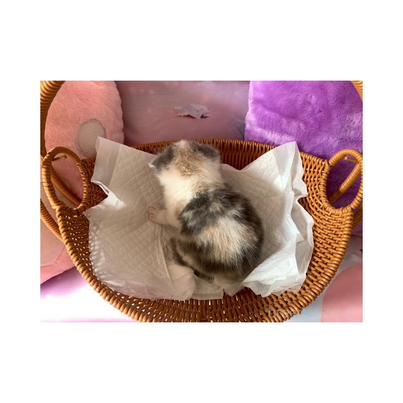 販売中の大阪府のスコティッシュフォールド-132006の6枚目