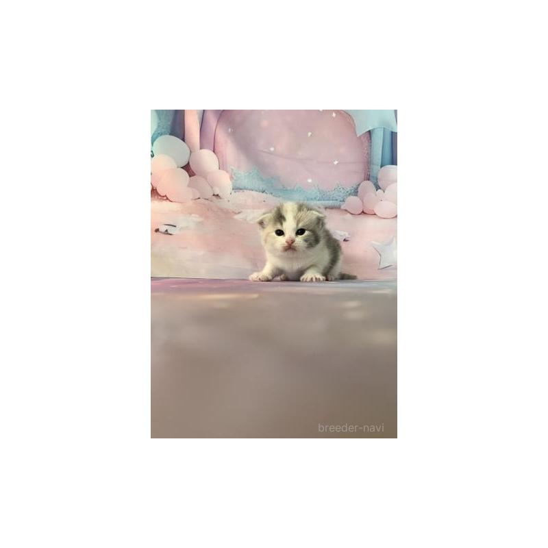 販売中の大阪府のスコティッシュフォールド-132006の5枚目