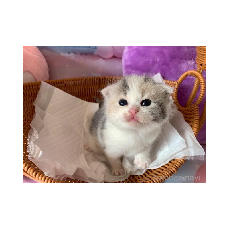 販売中の大阪府のスコティッシュフォールド-132006の4枚目