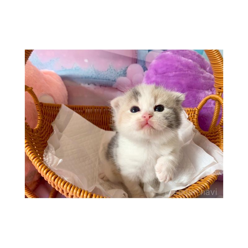 販売中の大阪府のスコティッシュフォールド-132006の3枚目