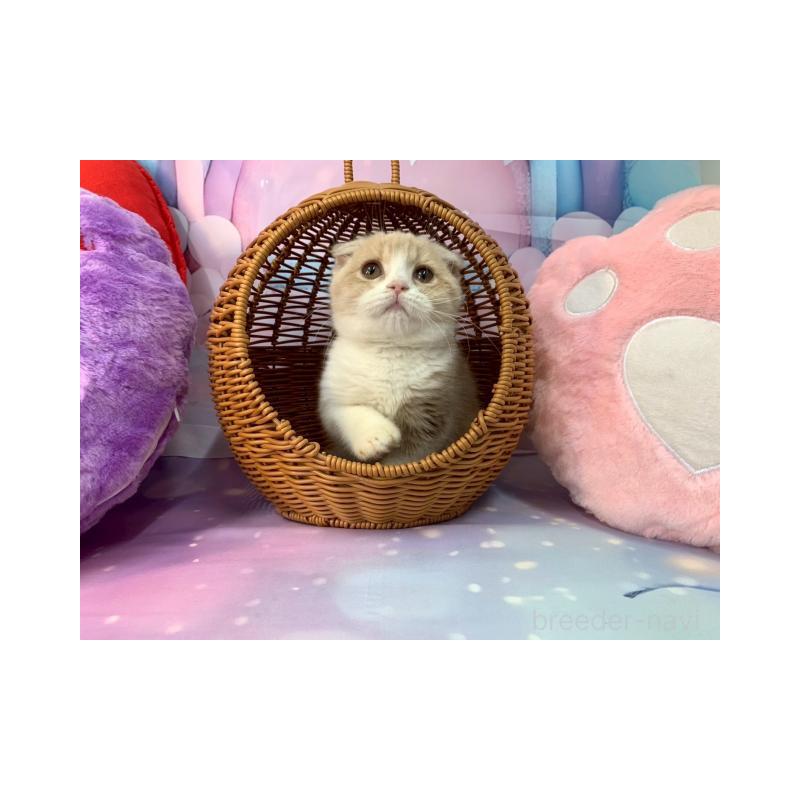 販売中の大阪府のスコティッシュフォールド(折れ耳)-132007の6枚目