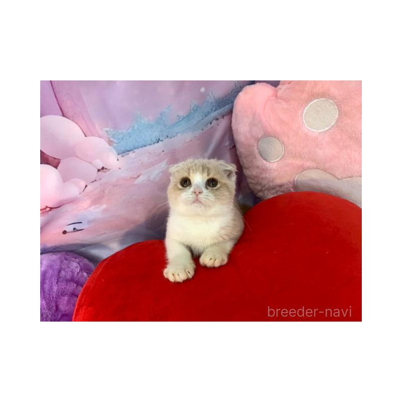 販売中の大阪府のスコティッシュフォールド(折れ耳)-132007の5枚目