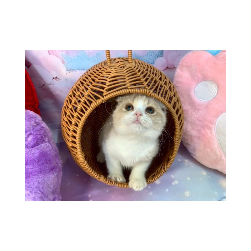 販売中の大阪府のスコティッシュフォールド(折れ耳)-132007の3枚目