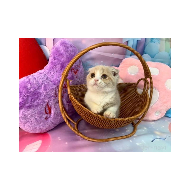 販売中の大阪府のスコティッシュフォールド(折れ耳)-132007の4枚目