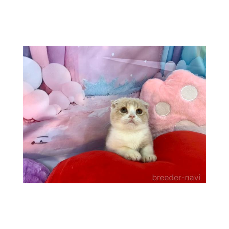 販売中の大阪府のスコティッシュフォールド(折れ耳)-132007の2枚目