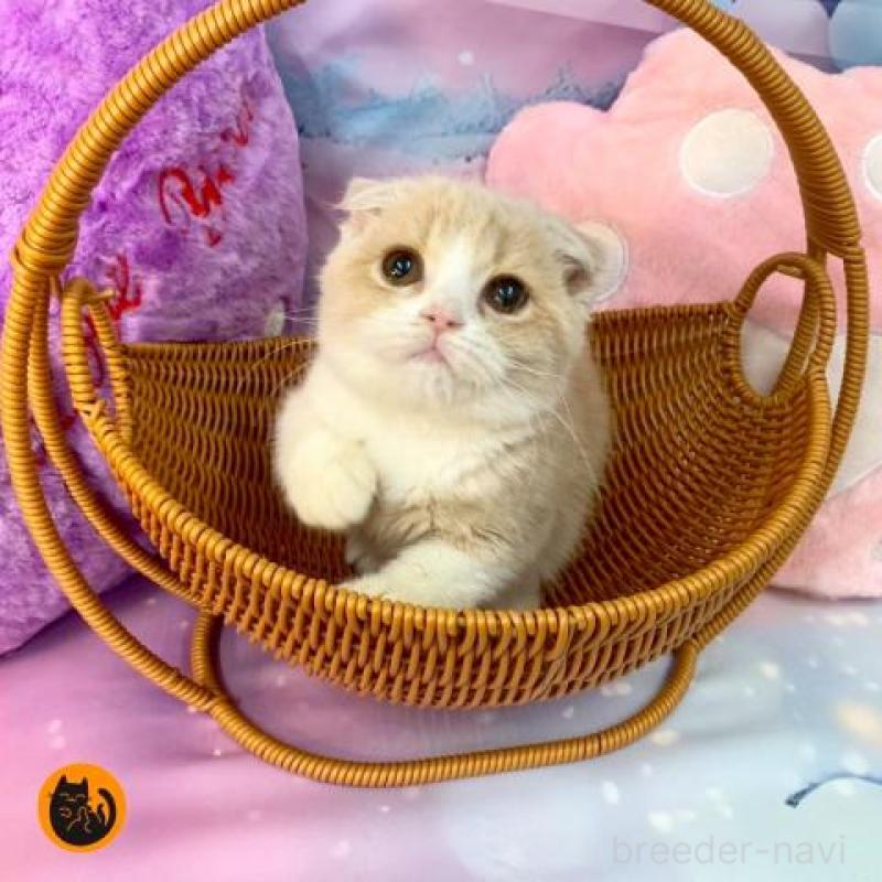 販売中の大阪府のスコティッシュフォールド(折れ耳)-132007