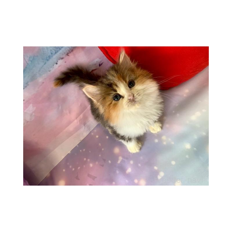 販売中の大阪府のマンチカン-132008の6枚目