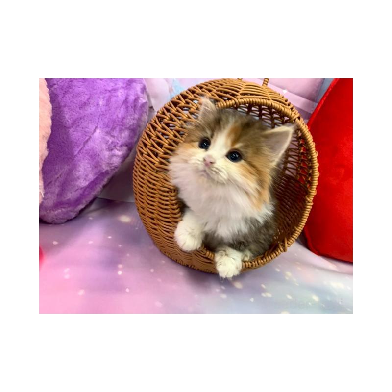 販売中の大阪府のマンチカン-132008の5枚目