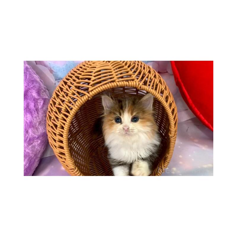 販売中の大阪府のマンチカン-132008の3枚目