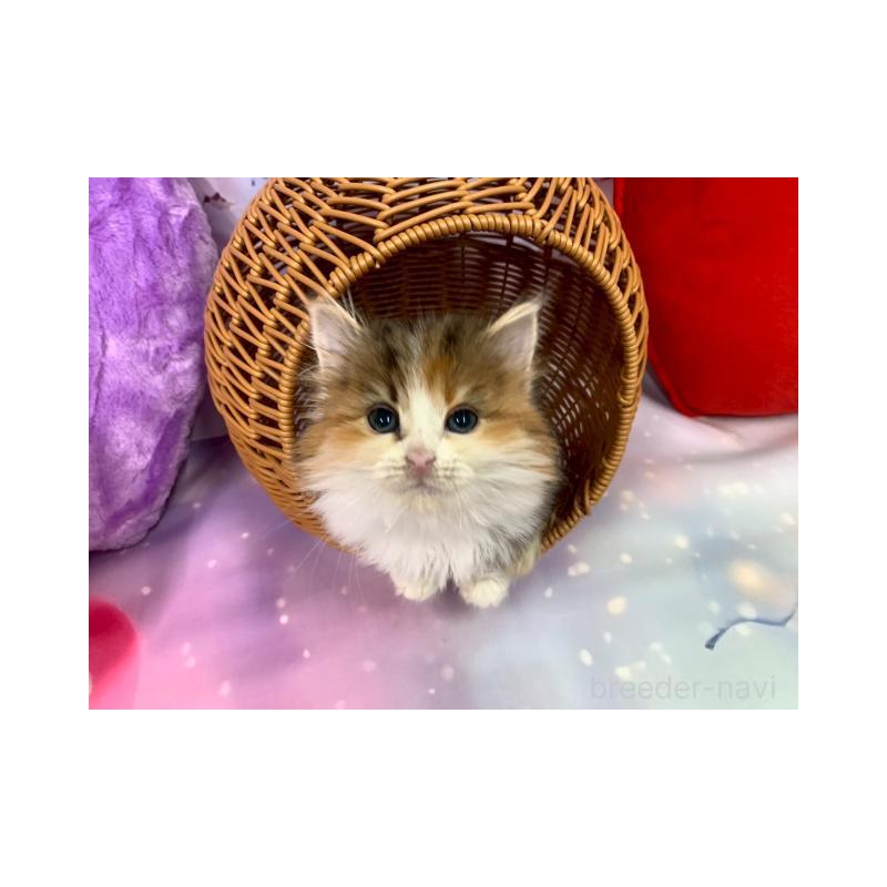 販売中の大阪府のマンチカン-132008の4枚目