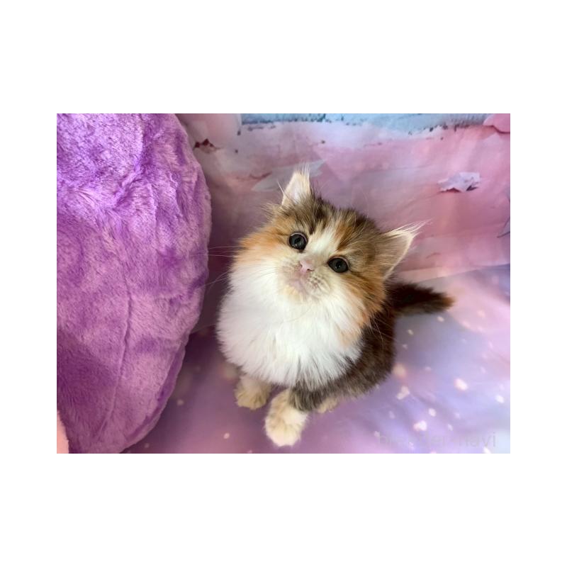 販売中の大阪府のマンチカン-132008の2枚目