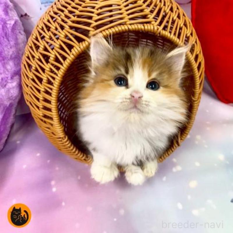 販売中の大阪府のマンチカン-132008の1枚目