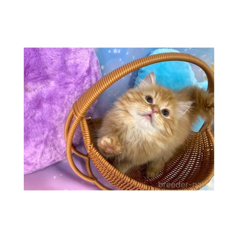 販売中の大阪府のスコティッシュフォールド-132009の6枚目